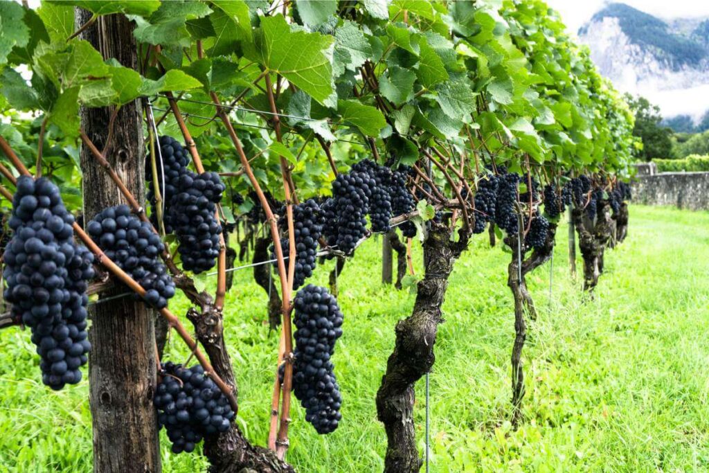 Pinot Noir grapes hanging on the vine