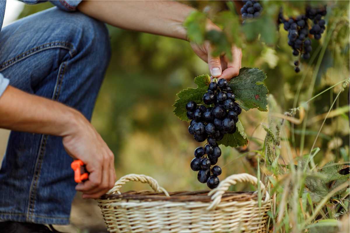 a man crouching down picking grapes from organic vines and placing them in a wicker basket.